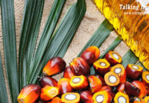 Palm Oil: A Closer Look at Its Health Benefits, Everyday Uses, and Potential Side Effects palm oil